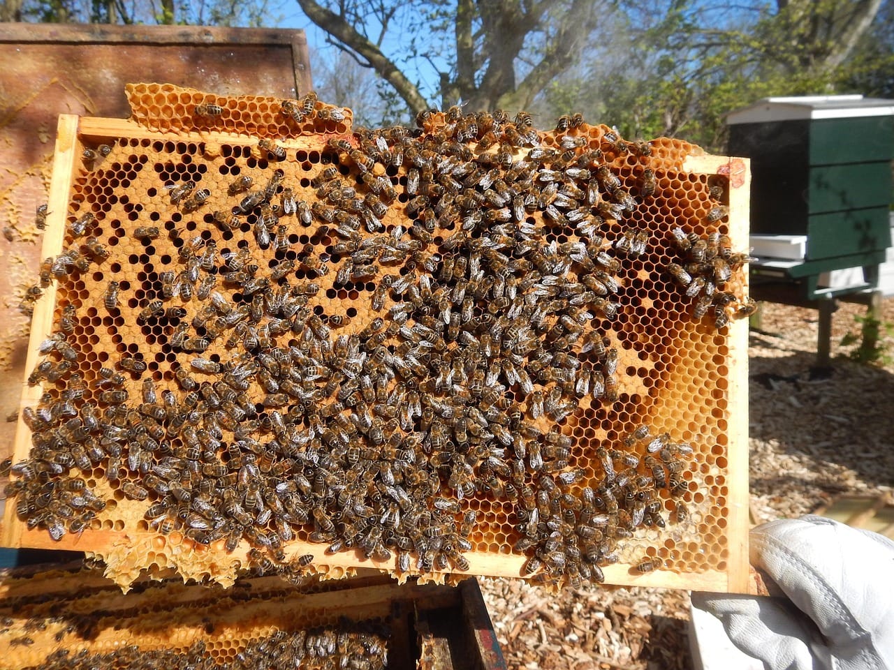 bees-1364913_1280 bees-1364913_1280